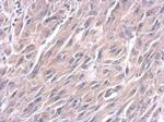 LIN28A Antibody in Immunohistochemistry (Paraffin) (IHC (P))