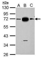 SAMHD1 Antibody in Western Blot (WB)