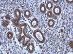 alpha Tubulin Antibody in Immunohistochemistry (Paraffin) (IHC (P))