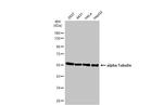 alpha Tubulin Antibody in Western Blot (WB)