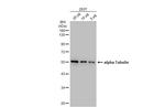 alpha Tubulin Antibody in Western Blot (WB)