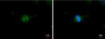 alpha Tubulin Antibody in Immunocytochemistry (ICC/IF)