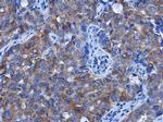 alpha Tubulin Antibody in Immunohistochemistry (Paraffin) (IHC (P))