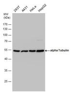 alpha Tubulin Antibody in Western Blot (WB)