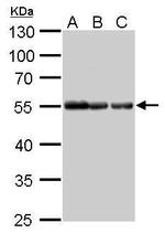 alpha Tubulin Antibody in Western Blot (WB)