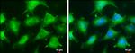 GLO1 Antibody in Immunocytochemistry (ICC/IF)