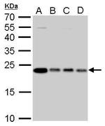 GLO1 Antibody in Western Blot (WB)