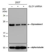 GLO1 Antibody in Western Blot (WB)