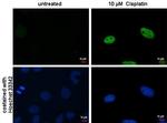 Phospho-Histone H2A (Ser139) Antibody in Immunocytochemistry (ICC/IF)