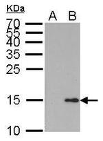 Phospho-Histone H2A (Ser139) Antibody in Western Blot (WB)