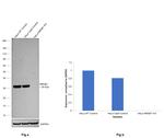 HMGB1 Antibody