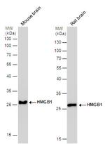 HMGB1 Antibody in Western Blot (WB)