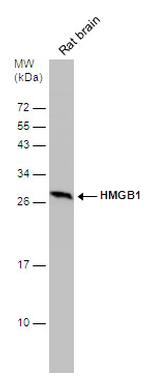 HMGB1 Antibody in Western Blot (WB)