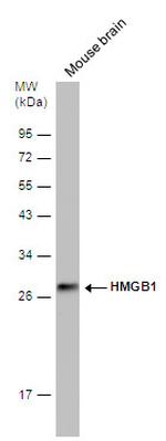 HMGB1 Antibody in Western Blot (WB)