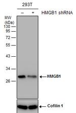 HMGB1 Antibody in Western Blot (WB)