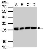 HMGB1 Antibody in Western Blot (WB)