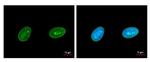 Lamin A/C Antibody in Immunocytochemistry (ICC/IF)