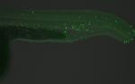 5-Methylcytosine Antibody in Immunohistochemistry (IHC)