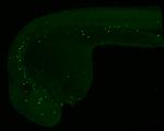 5-Methylcytosine Antibody in Immunohistochemistry (IHC)