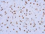 5-Methylcytosine Antibody in Immunohistochemistry (Paraffin) (IHC (P))