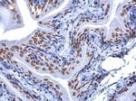 5-Methylcytosine Antibody in Immunohistochemistry (Paraffin) (IHC (P))