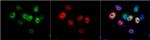 p21 Antibody in Immunocytochemistry (ICC/IF)