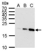 p21 Antibody in Western Blot (WB)