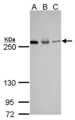 FASN Antibody in Western Blot (WB)