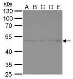 gamma Tubulin Antibody in Western Blot (WB)