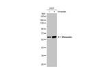 Vimentin Antibody in Western Blot (WB)