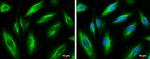 Vimentin Antibody in Immunocytochemistry (ICC/IF)