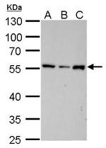 Vimentin Antibody in Western Blot (WB)