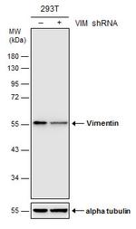 Vimentin Antibody in Western Blot (WB)