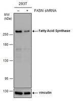 FASN Antibody in Western Blot (WB)