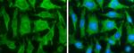 FASN Antibody in Immunocytochemistry (ICC/IF)