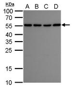 ATG12 Antibody in Western Blot (WB)