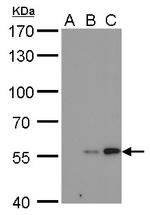 Carbonic Anhydrase IX Antibody in Western Blot (WB)