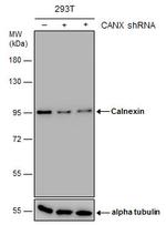 Calnexin Antibody in Western Blot (WB)