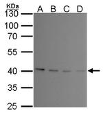 PRMT1 Antibody in Western Blot (WB)