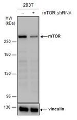 mTOR Antibody in Western Blot (WB)