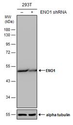 ENO1 Antibody in Western Blot (WB)