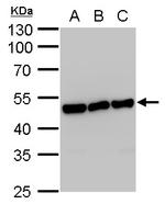 ENO1 Antibody in Western Blot (WB)