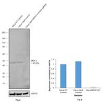 MEK2 Antibody in Western Blot (WB)