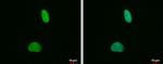 H4K20me2 Antibody in Immunocytochemistry (ICC/IF)