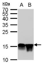 H4K20me2 Antibody in Western Blot (WB)