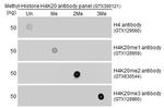 H4K20me2 Antibody in Dot Blot (DB)