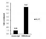 H4K20me2 Antibody in ChIP Assay (ChIP)