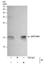 H4K20me2 Antibody in Immunoprecipitation (IP)