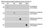 H4K20me2 Antibody in Dot Blot (DB)