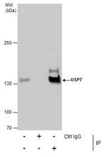 USP7 Antibody in Immunoprecipitation (IP)